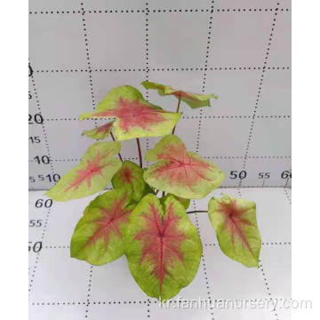 Caladium Xiantao 할인